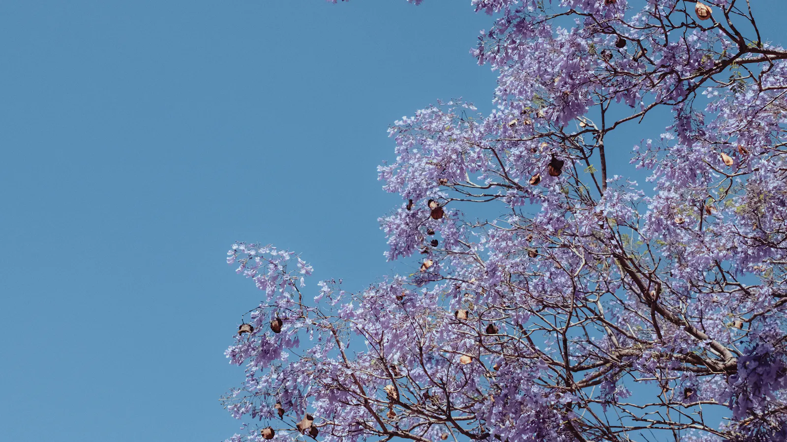 Jacaranda blossoms against a blue sky