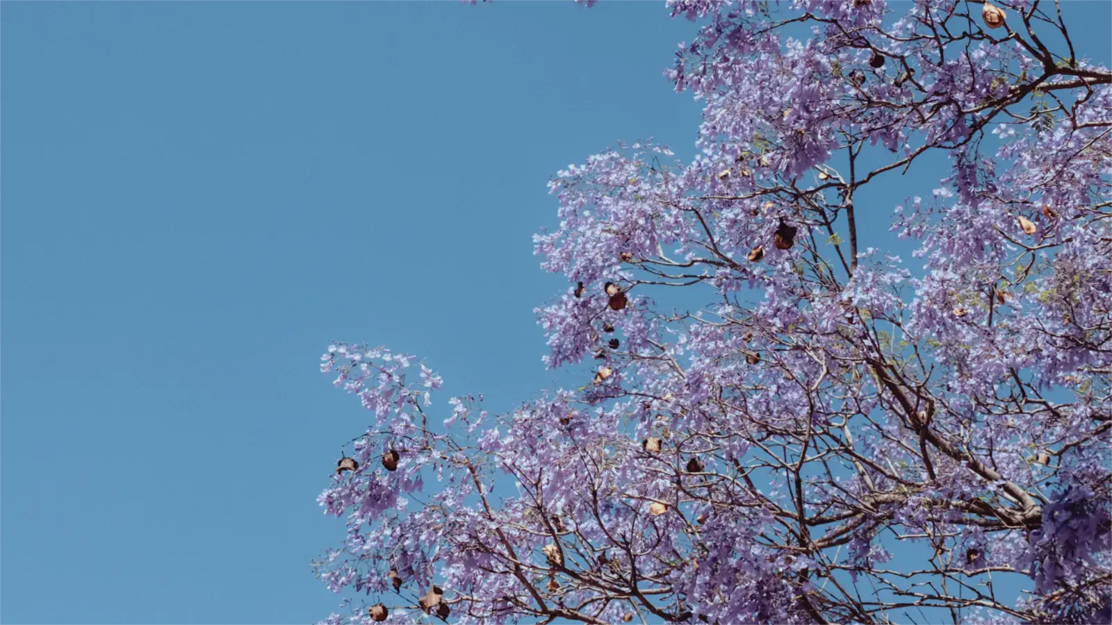 Jacaranda blossoms against a blue sky